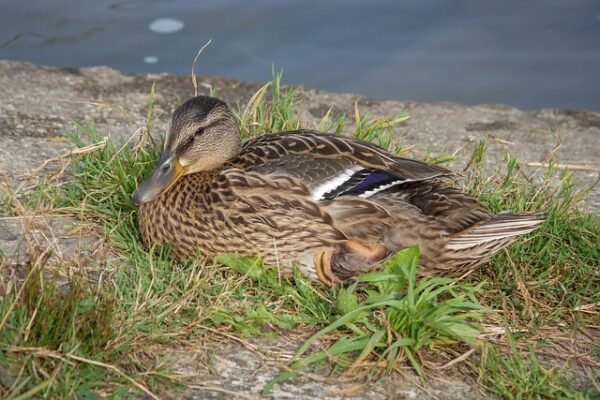 De bedste strategier til at løse svære krydsord