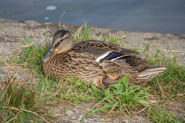 De bedste strategier til at løse svære krydsord
